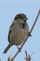 Vrabec domový - Passer domesticus - House Sparrow