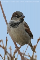 Vrabec domový - Passer domesticus - House Sparrow