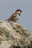 Vrabec domový - Passer domesticus - House Sparrow