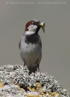 Vrabec domový - Passer domesticus - House Sparrow