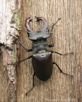 Roháč veľký/Stag beetle