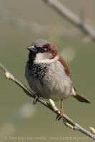 Vrabec domový - Passer domesticus - House Sparrow
