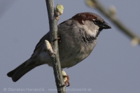 Vrabec domový - Passer domesticus - House Sparrow