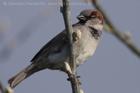 Vrabec domový - Passer domesticus - House Sparrow