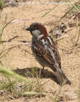 Vrabec domový - Passer domesticus - House Sparrow