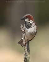 Vrabec domový - Passer domesticus - House Sparrow