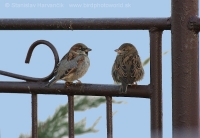Vrabec domový - Passer domesticus - House Sparrow