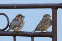 Vrabec domový - Passer domesticus - House Sparrow