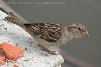 Vrabec domový - Passer domesticus - House Sparrow