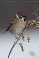 Vrabec poľný - Passer montanus - Tree Sparrow