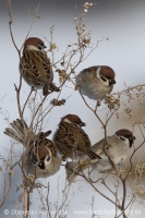 Vrabec poľný - Passer montanus - Tree Sparrow
