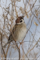 Vrabec poľný - Passer montanus - Tree Sparrow