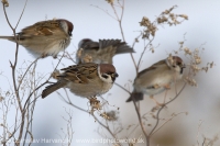 Vrabec poľný - Passer montanus - Tree Sparrow