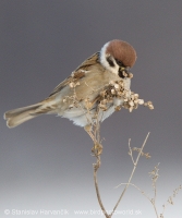 Vrabec poľný - Passer montanus - Tree Sparrow