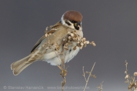Vrabec poľný - Passer montanus - Tree Sparrow
