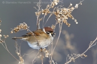 Vrabec poľný - Passer montanus - Tree Sparrow