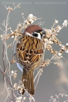 Vrabec poľný - Passer montanus - Tree Sparrow