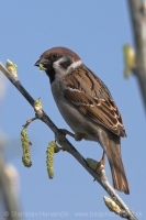 Vrabec poľný - Passer montanus - Tree Sparrow