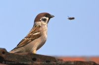 Vrabec poľný - Passer montanus - Tree Sparrow