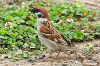 Vrabec poľný - Passer montanus - Tree Sparrow