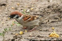 Vrabec poľný - Passer montanus - Tree Sparrow