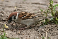 Vrabec poľný - Passer montanus - Tree Sparrow