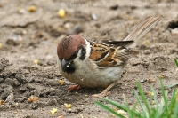 Vrabec poľný - Passer montanus - Tree Sparrow