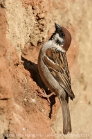 Vrabec poľný - Passer montanus - Tree Sparrow