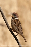 Vrabec poľný - Passer montanus - Tree Sparrow