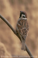 Vrabec poľný - Passer montanus - Tree Sparrow