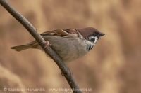 Vrabec poľný - Passer montanus - Tree Sparrow