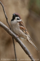 Vrabec poľný - Passer montanus _ Tree Sparrow
