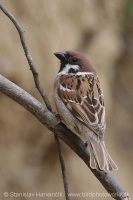 Vrabec poľný - Passer montanus - Tree Sparrow