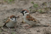Vrabec poľný - Passer montanus - Tree Sparrow