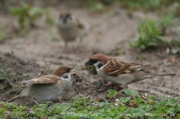 Vrabec poľný - Passer montanus - Tree Sparrow
