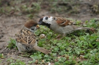 Vrabec poľný - Passer montanus - Tree Sparrow