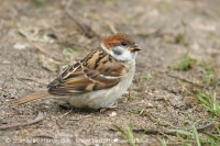 Vrabec poľný - Passer montanus - Tree Sparrow