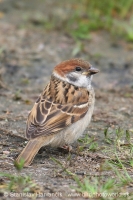 Vrabec poľný - Passer montanus - Tree Sparrow