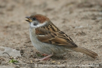Vrabec poľný - Passer montanus - Tree Sparrow
