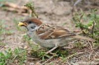 Vrabec poľný - Passer montanus - Tree Sparrow