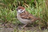 Vrabec poľný - Passer montanus - Tree Sparrow