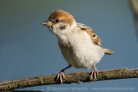 Vrabec poľný - Passer montanus - Tree Sparrow