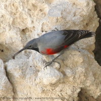 Murárik červenokrídly - Tichodroma muraria - Wallcreeper