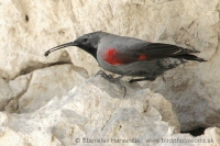 Murárik červenokrídly - Tichodroma muraria - Wallcreeper