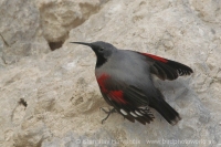 Murárik červenokrídly - Tichodroma muraria - Wallcreeper