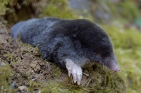 Krt podzemný/European Mole