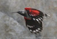 Murárik červenokrídly - Tichodroma muraria - Wallcreeper