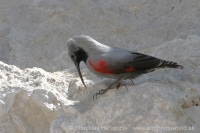 Murárik červenokrídly - Tichodroma muraria - Wallcreeper