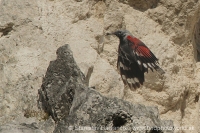 Murárik červenokrídly - Tichodroma muraria - Wallcreeper