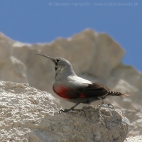 Murárik červenokrídly - Tichodroma muraria - Wallcreeper
